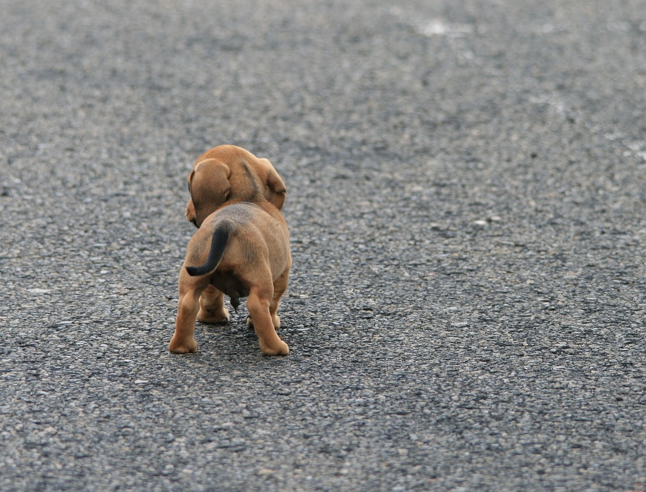 The Best Time to Start Grooming Your Puppy